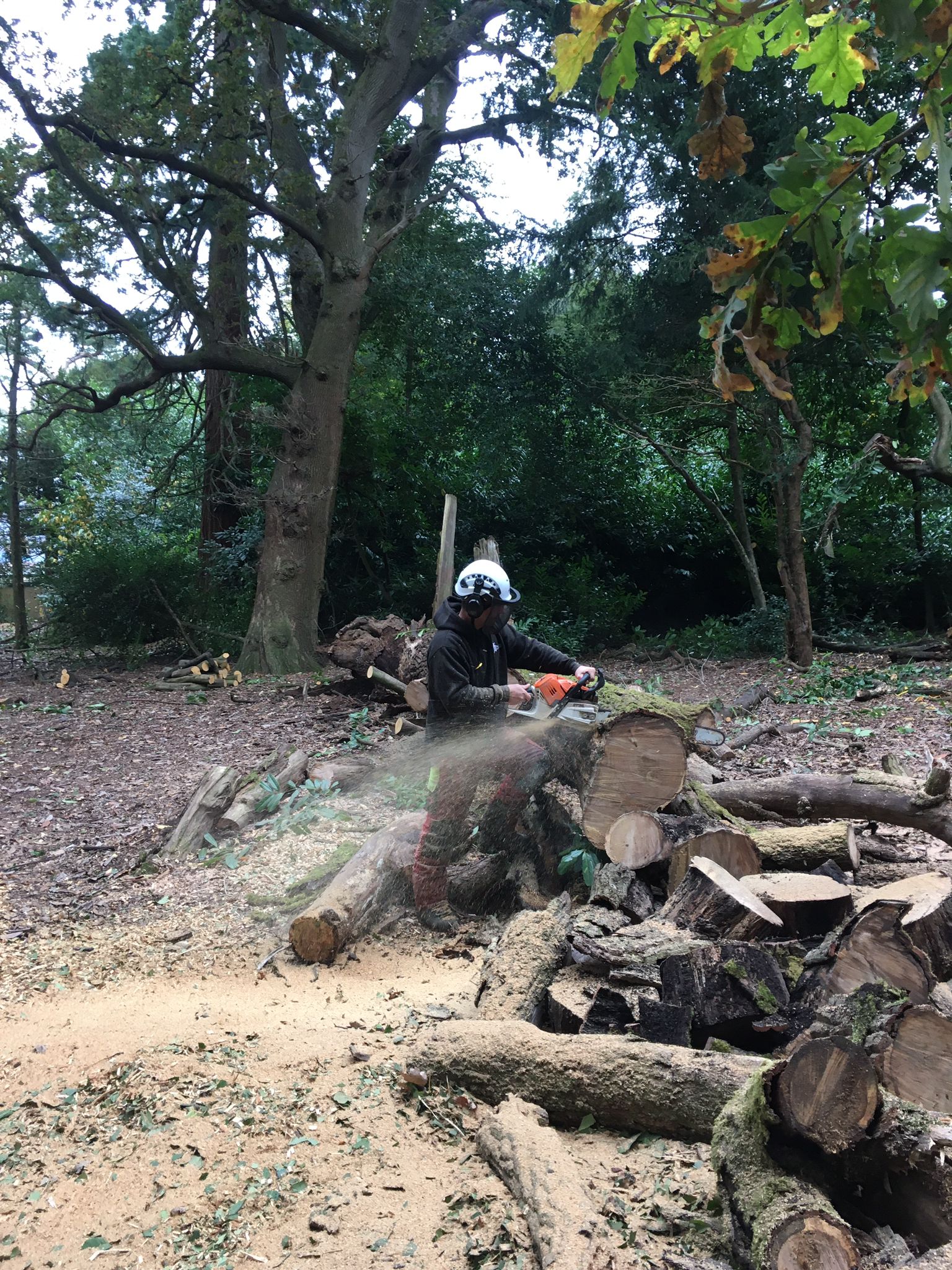 tree stump removal Newbury